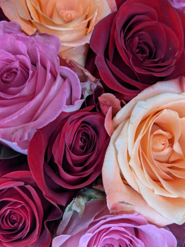 6 ways to use rose in your beauty routine.